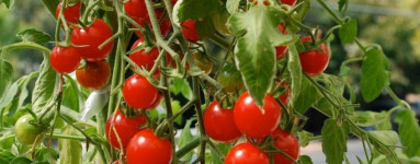 Paradajka (Solanum lycopersicum)