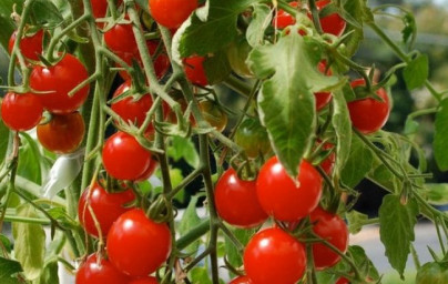 Paradajka (Solanum lycopersicum) Paradajka (Solanum lycopersicum)