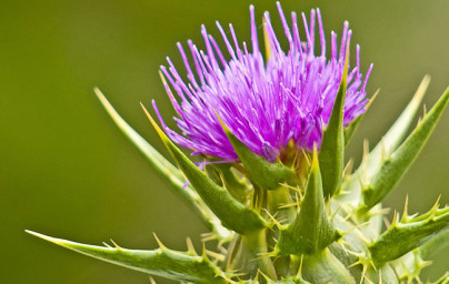 Pestrec mariánsky (Silybum marianum)
