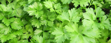 Petržlen (Petroselinum crispum)