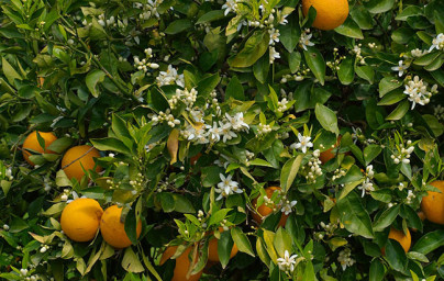 Pomaranč (Citrus × sinensis) Pomaranč (Citrus × sinensis)