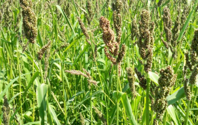Proso (Panicum miliaceum) Proso (Panicum miliaceum)