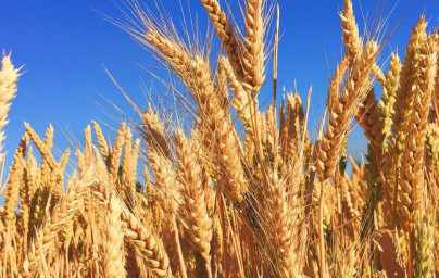 Pšenica (Triticum) Pšenica (Triticum)