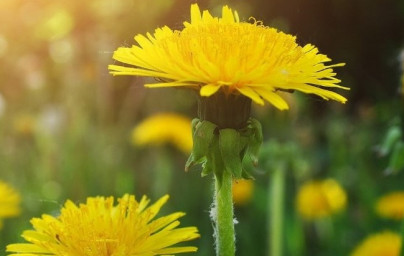 Púpava (Taraxacum officinale) Púpava (Taraxacum officinale)