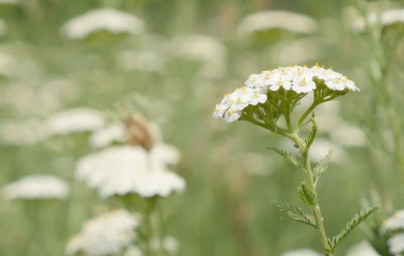 Rebríček (Achillea millefolium) Rebríček (Achillea millefolium)