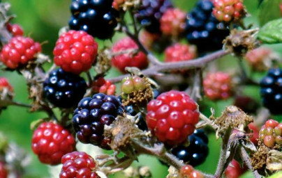 Ostružina (Rubus fruticosus) Ostružina (Rubus fruticosus)