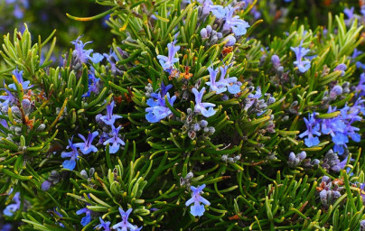 Rozmarín (Rosmarinus officinalis) Rozmarín (Rosmarinus officinalis)