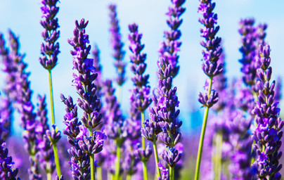 Levanduľa (Lavandula) Levanduľa (Lavandula)