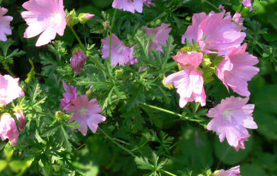 Ibiš (Althaea officinalis) Ibiš (Althaea officinalis)