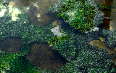 Spirulina Spirulina