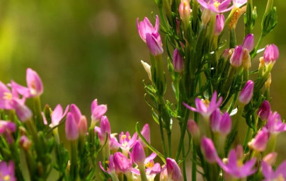 Zemežlč (Centaurium minus) Zemežlč (Centaurium minus)
