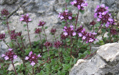 Materina dúška (Thymus vulgaris) Materina dúška (Thymus vulgaris)
