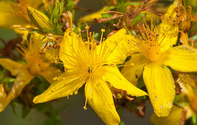 Ľubovník bodkovaný (Hypericum perforatum) 2.diel Ľubovník bodkovaný (Hypericum perforatum) 2.diel