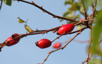 Šípka (Rosa canina) Šípka (Rosa canina)