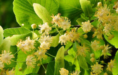 Lipa (Tilia) Lipa (Tilia)