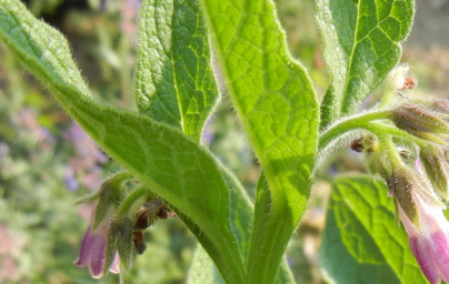 Kostihoj (Symphytum officinale)
