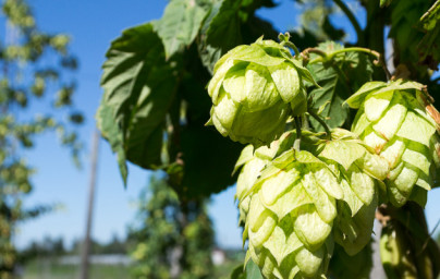 Chmeľ (Humulus lupulus)