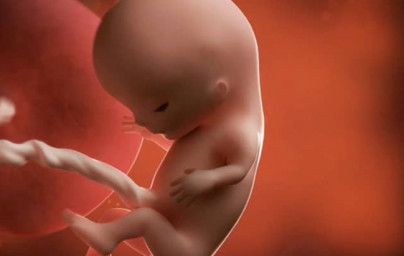 11. týždeň tehotenstva 11. týždeň tehotenstva