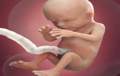 14. týždeň tehotenstva 14. týždeň tehotenstva