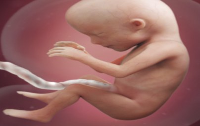 15. týždeň tehotenstva 15. týždeň tehotenstva