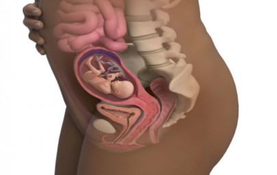 18. týždeň tehotenstva 18. týždeň tehotenstva