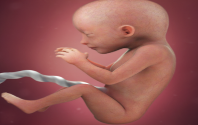 19. týždeň tehotenstva 19. týždeň tehotenstva