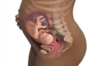 29. týždeň tehotenstva 29. týždeň tehotenstva