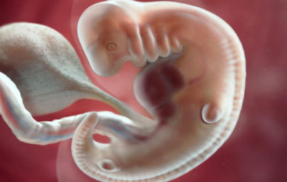 6. týždeň tehotenstva 6. týždeň tehotenstva