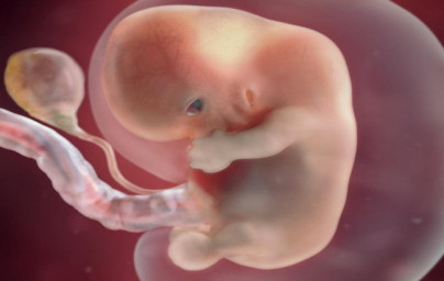 9. týždeň tehotenstva 9. týždeň tehotenstva