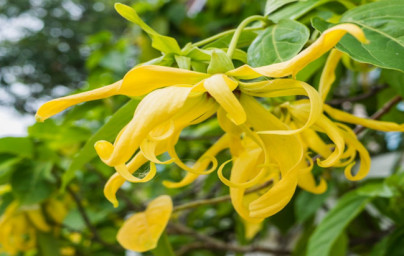 Benzylalkohol Benzylalkohol