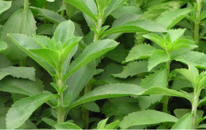 Stévia (Stevia rebaudiana) Stévia (Stevia rebaudiana)