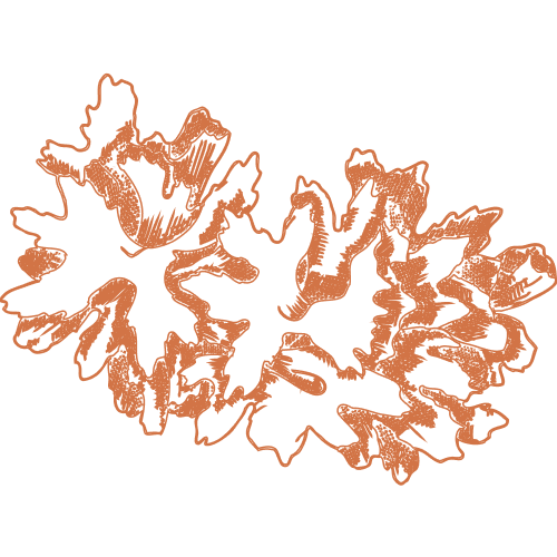 Tremella fuciformis
