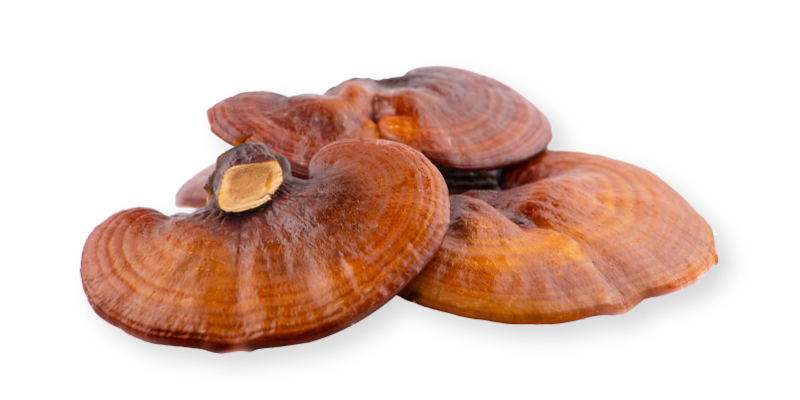  - Reishi