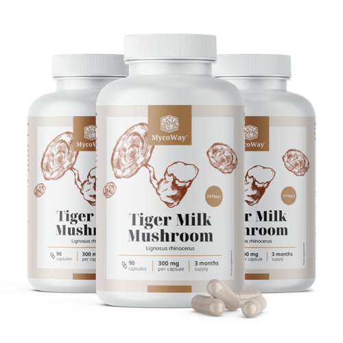 3x Lait de tigre 300 mg – extrait du champignon Lignosus rhinocerus, ensemble 270 gélules