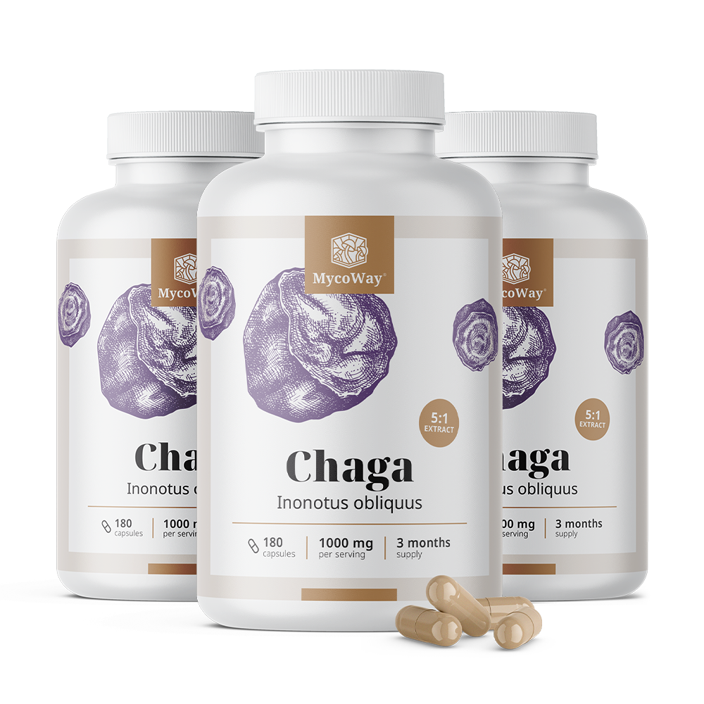Chaga 1000 mg – extrakt 5:1