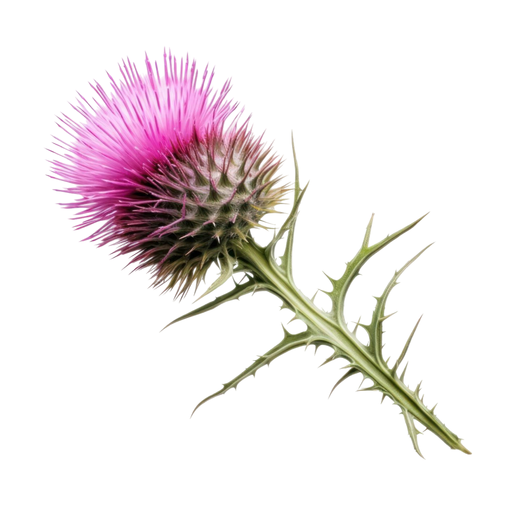 Mariendistel