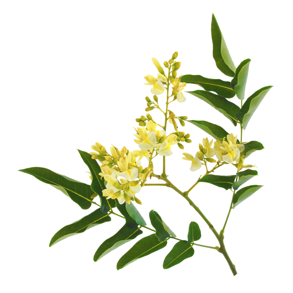 Quercetin