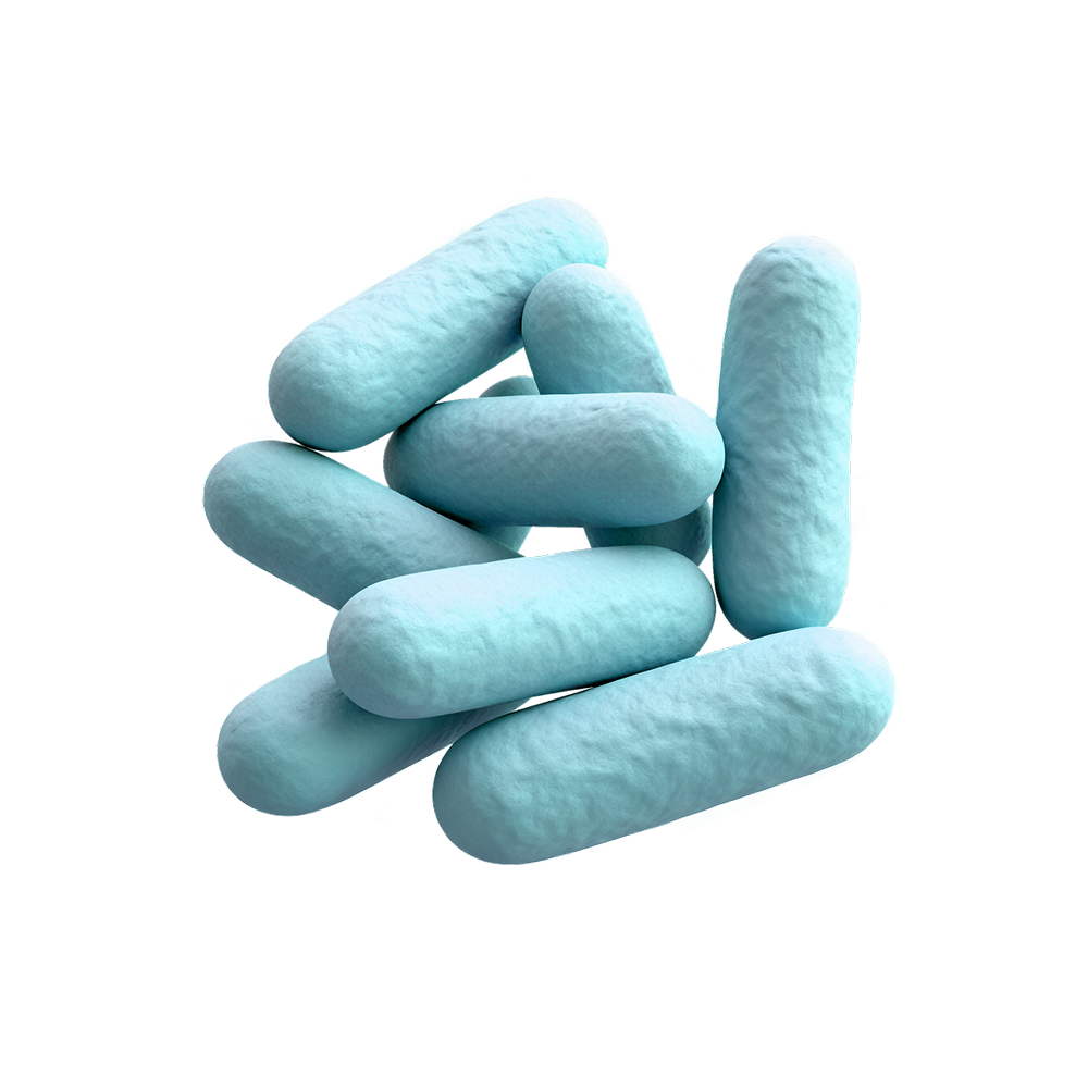 Lactobacillus rhamnosus