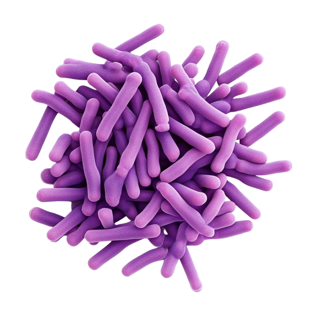 Lactobacillus acidophilus