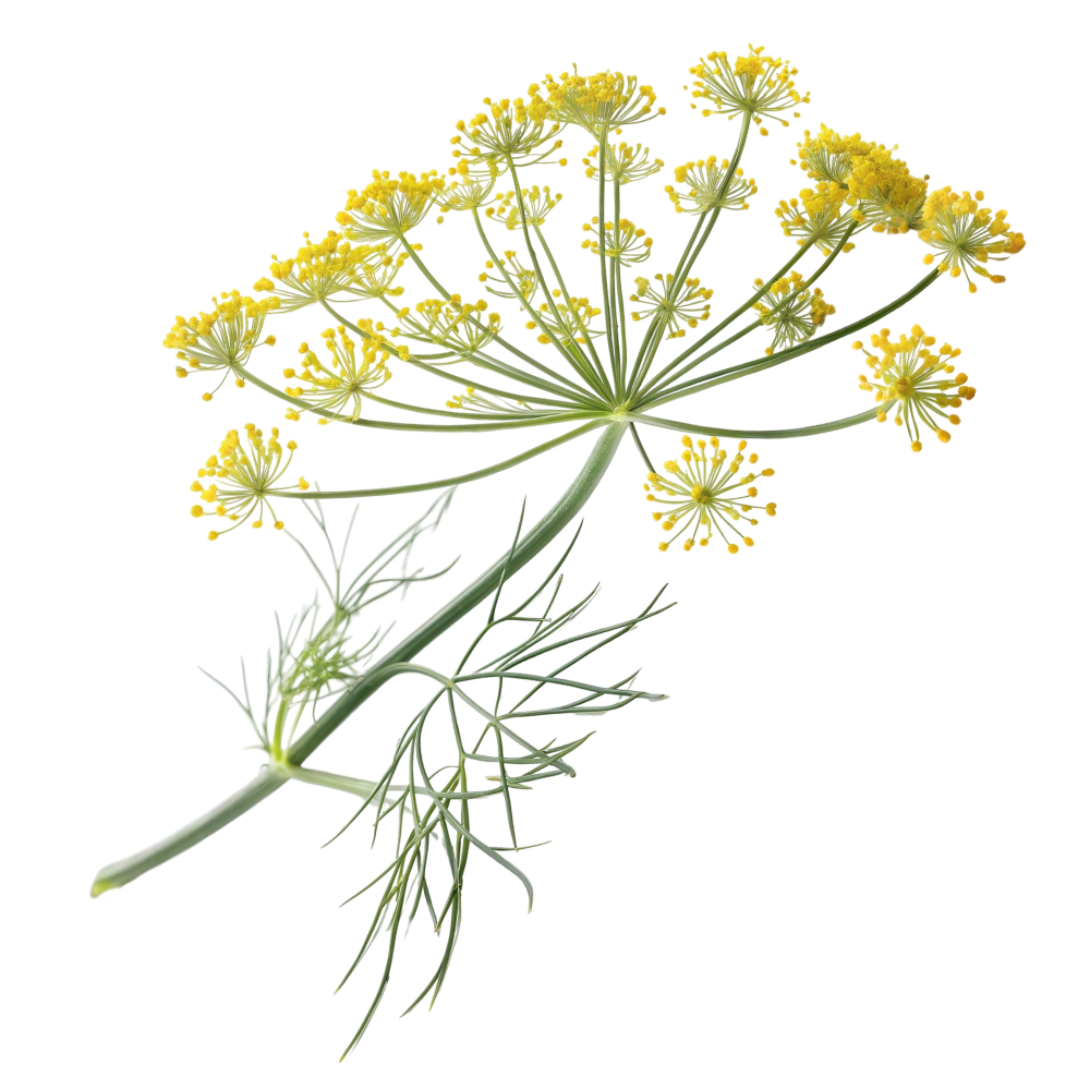 Komorač