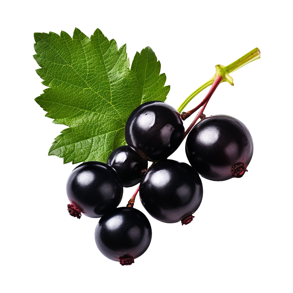 Fekete ribizli