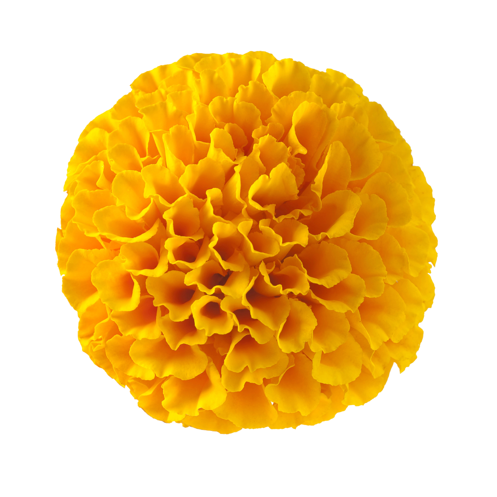 Extrato de cordyceps amarelo