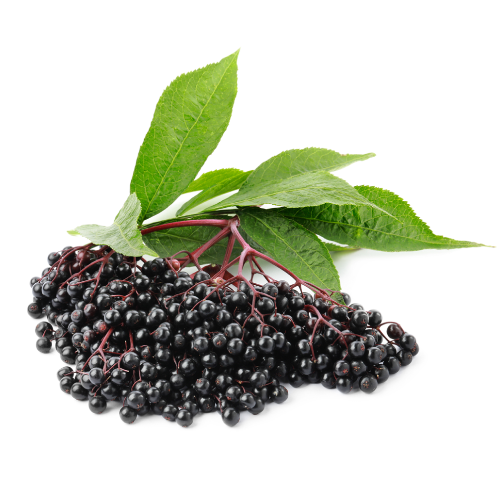 Sabugueiro preto