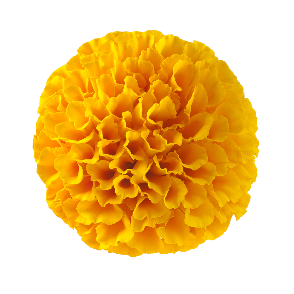 Extrato de curcuma