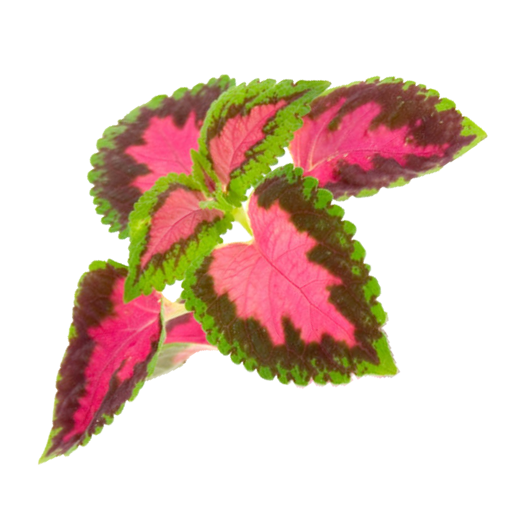 Urtiga indiana