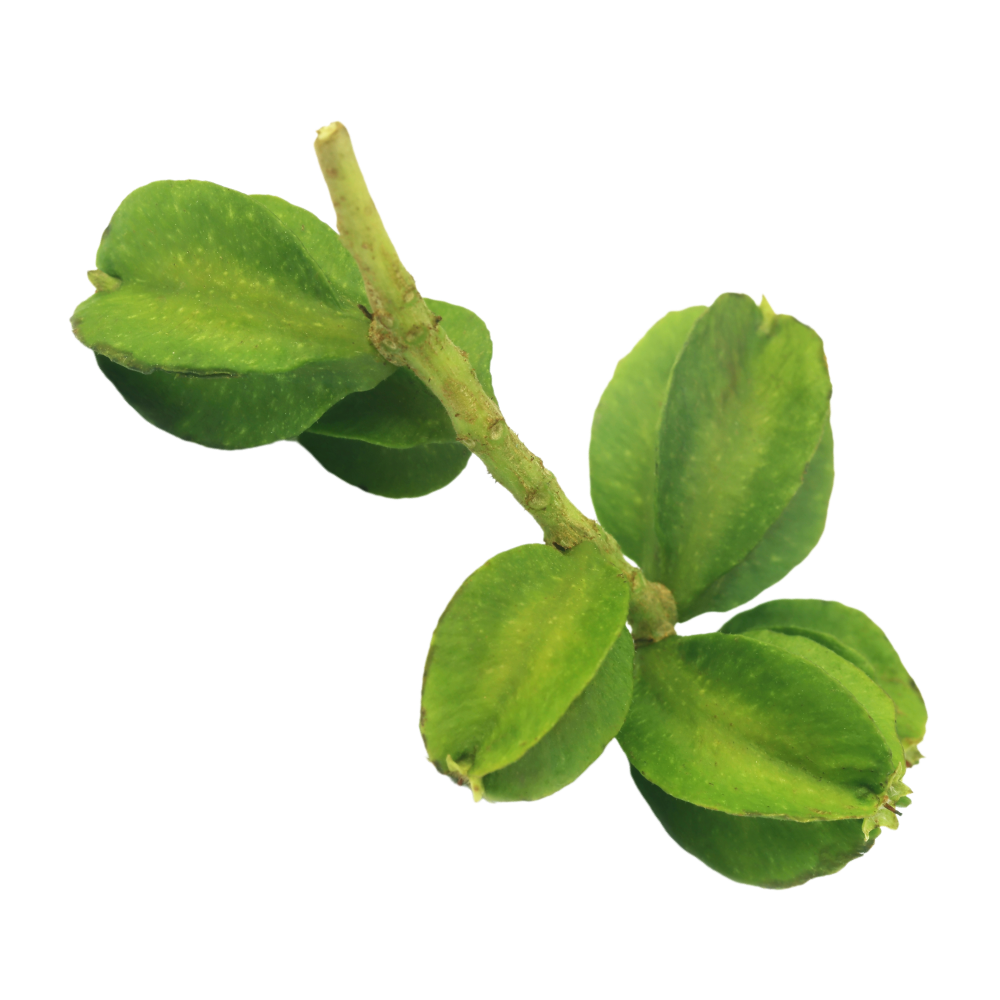 Extrato de arjuna