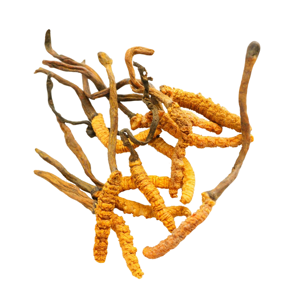 Extrato de cordyceps
