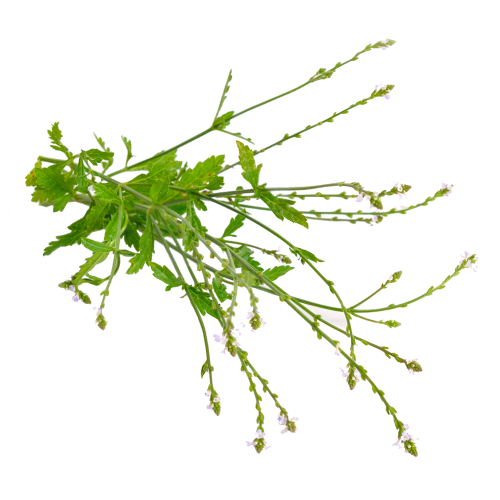Verbina