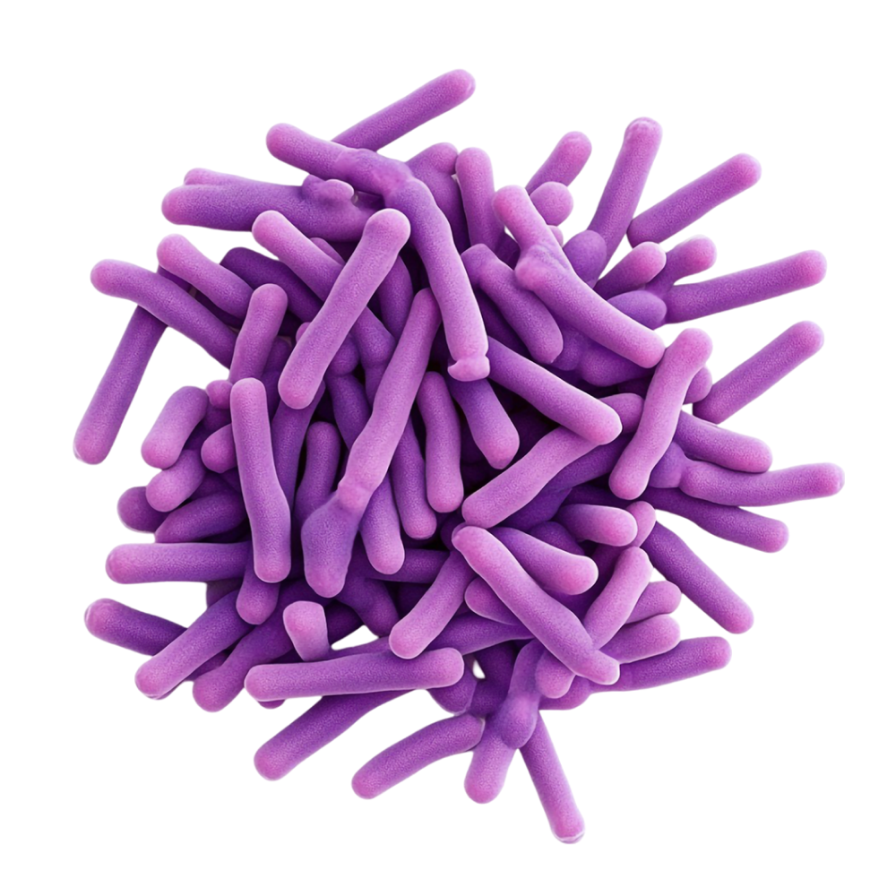 Miscela di culture microbiologiche