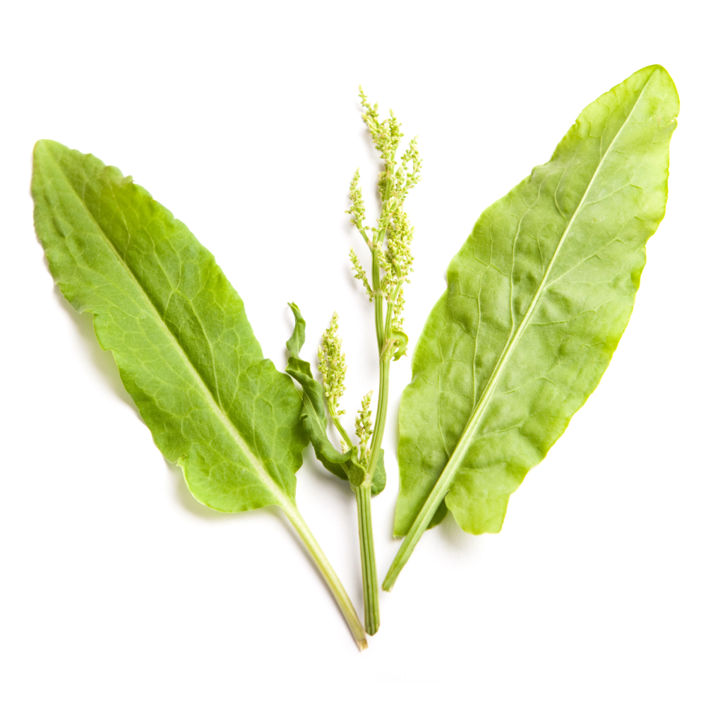 Acetosella comune
